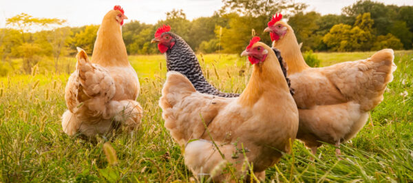 Poultry Feeds