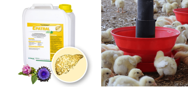 Epatral (Breeder only) 5 Litres - Image 2